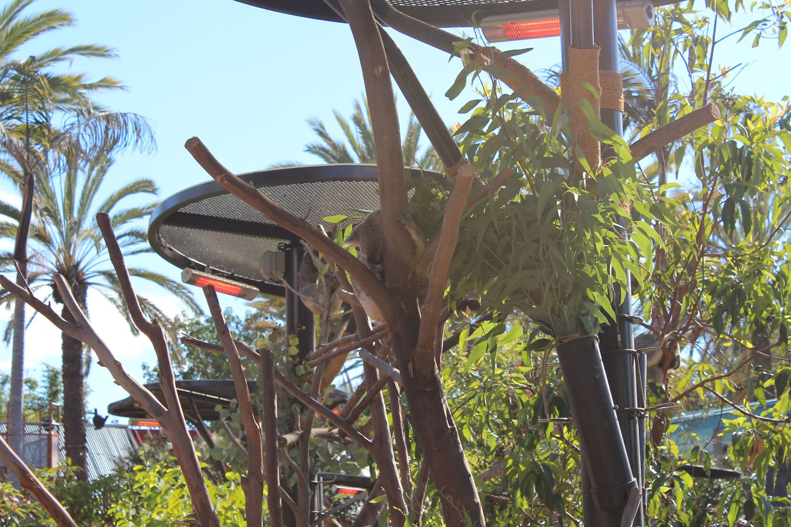 San Diego Zoo Part II 002